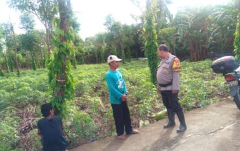 Perkuat Ketahanan Pangan, Bhabinkamtibmas Polsek Banggae Pantau Kebun Singkong Warga di Rangas
