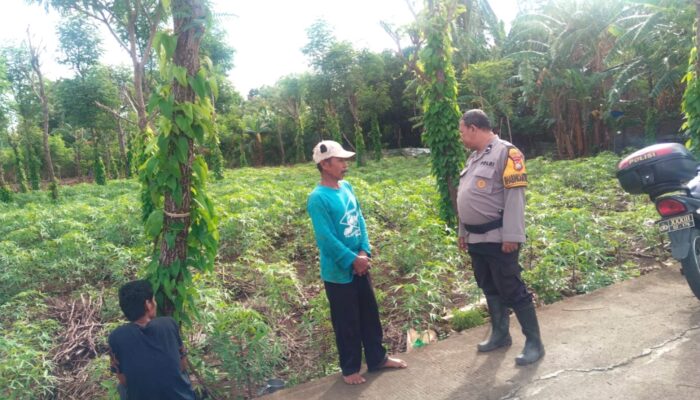 Perkuat Ketahanan Pangan, Bhabinkamtibmas Polsek Banggae Pantau Kebun Singkong Warga di Rangas