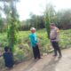 Perkuat Ketahanan Pangan, Bhabinkamtibmas Polsek Banggae Pantau Kebun Singkong Warga di Rangas