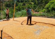 Kapolsek Mamasa Monitoring Penjemuran Jagung Warga Binaan, Siap Kirim 1 Ton ke Bulog