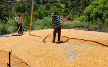 Kapolsek Mamasa Monitoring Penjemuran Jagung Warga Binaan, Siap Kirim 1 Ton ke Bulog