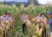 Panen Raya Jagung Kuartal II di Mamasa Dukung Program Swasembada Pangan 2026, Polri Gelar Zoom Meeting Nasional