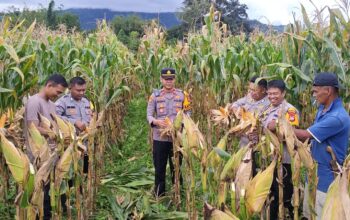 Panen Raya Jagung Kuartal II di Mamasa Dukung Program Swasembada Pangan 2026, Polri Gelar Zoom Meeting Nasional