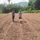 Bhabinkamtibmas Polsek Malunda Turun Langsung Tanam Jagung Bersama Petani Demi Sukseskan Ketahanan Pangan
