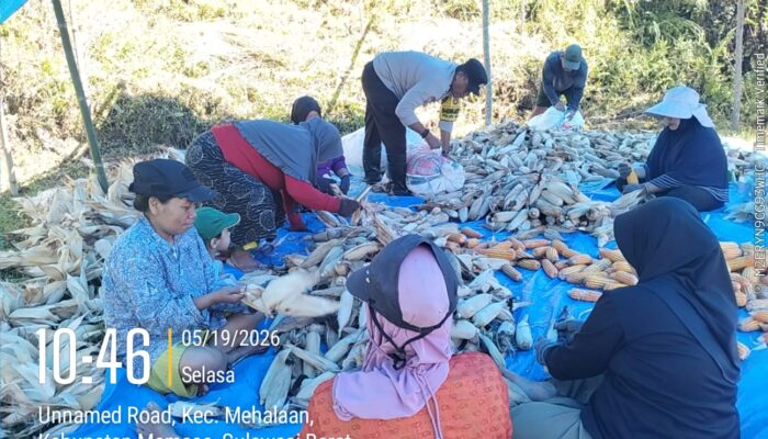 Bhabinkamtibmas Polsek Mambi Monitoring Panen Jagung Warga di Desa Saluahok, Hasil Diperkirakan Capai 3 Ton