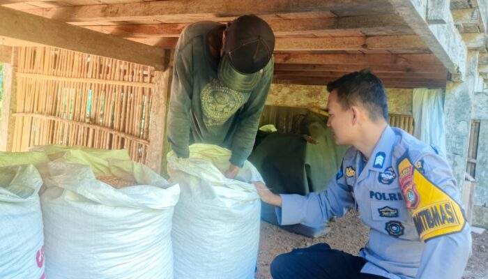 Panen Jagung di Kelurahan Messawa, Wujud 