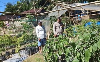 Bhabinkamtibmas Polsek Mambi Monitoring Pemanfaatan Pekarangan Warga untuk Budidaya Sayuran Produktif
