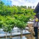 Bhabinkamtibmas Polsek Sendana Pantau Kebun Cabai Siap Panen, Wujud Dukungan Ketahanan Pangan