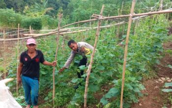Dukung Ketahanan Pangan, Bhabinkamtibmas Polsek Sendana Turun Langsung Cek Kebun Ketimun Warga di Puttada Utara
