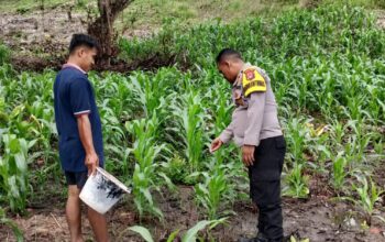 Bhabinkamtibmas Polsek Pamboang Turun ke Kebun, Pantau Pertumbuhan Jagung Petani di Buttu Pamboang