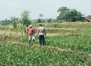 Bhabinkamtibmas Polsek Sukorejo Dampingi Petani Optimalkan Lahan Produktif