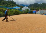 Bhabinkamtibmas Polsek Sumarorong Laksanakan Pendampingan Penjemuran Jagung Warga di Kecamatan Messawa