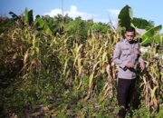 Bhabinkamtibmas Polsek Pamboang Intensif Kontrol Lahan Jagung Warga, Dukung Ketahanan Pangan di Desa Bonde