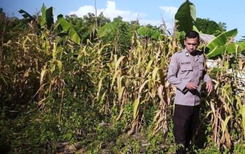 Bhabinkamtibmas Polsek Pamboang Intensif Kontrol Lahan Jagung Warga, Dukung Ketahanan Pangan di Desa Bonde