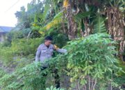 Bhabinkamtibmas Polsek Sendana Aktif Pantau Kebun Ubi Kayu Warga, Dukung Ketahanan Pangan di Tallu Banua