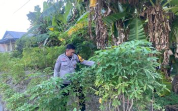 Bhabinkamtibmas Polsek Sendana Aktif Pantau Kebun Ubi Kayu Warga, Dukung Ketahanan Pangan di Tallu Banua