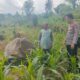 Tak Hanya Jaga Kamtibmas, Bhabinkamtibmas di Tutur Ikut Rawat Ladang Jagung Warga