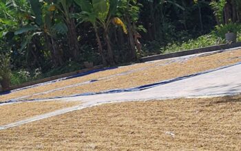 Petani Pati Resah: Harga Padi Naik, Tapi Biaya Produksi Dan Sembako Ikut Melonjak 10%