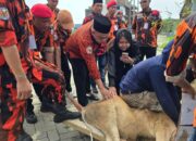 Pemuda Pancasila Deli Serdang Sembelih 9 Hewan Kurban