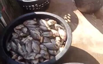 Fenomena Listrik Black out Rugikan Kenzi Berkah Semesta Farm Madina.