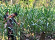Tanaman Jagung Tumbuh Subur di Dusun Baturoro, Bhabinkamtibmas Polsek Sendana Intensif Lakukan Pemantauan