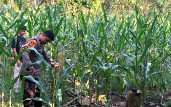 Tanaman Jagung Tumbuh Subur di Dusun Baturoro, Bhabinkamtibmas Polsek Sendana Intensif Lakukan Pemantauan