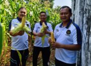 Lapas Kelas II B Pati Panen Jagung Di lahan SAE (Sarana Asimilasi dan Edukasi)