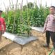 Bhabinkamtibmas Polsek Banggae Pantau Perkembangan Tanaman Timun Warga, Dukung Ketahanan Pangan di Majene