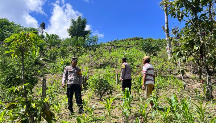Bhabinkamtibmas Polsek Aralle Monitoring Kebun Jagung Warga, Wujud Dukungan Nyata Ketahanan Pangan