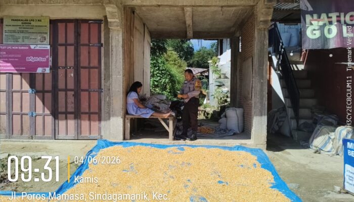 Bhabinkamtibmas Dampingi Panen Jagung Poktan Banua Sawa 2 di Desa Sindagamanik, Hasil Capai 1 Ton