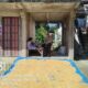 Bhabinkamtibmas Dampingi Panen Jagung Poktan Banua Sawa 2 di Desa Sindagamanik, Hasil Capai 1 Ton