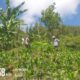 Bhabinkamtibmas Polsek Sumarorong Lakukan Monitoring Lahan Jagung di Desa Matande, Dorong Ketahanan Pangan Warga