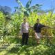 Bhabinkamtibmas Polsek Mambi Intensifkan Monitoring Kebun Jagung, Dukung Ketahanan Pangan di Desa Rantebulahan