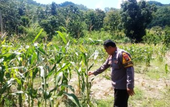Perkuat Ketahanan Pangan, Bhabinkamtibmas Polsek Pamboang Pantau Perkembangan Jagung Manis di Desa Simbang