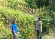 Kapolsek Mambi dan Bhabinkamtibmas Monitoring Kebun Jagung Warga