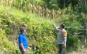 Kapolsek Mambi dan Bhabinkamtibmas Monitoring Kebun Jagung Warga