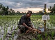 Kesalahan Fatal Petani: Pasang Setrum Tikus, Pemangsa Alami Justru Ikut Meninggal Dunia
