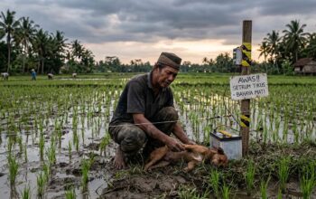 Kesalahan Fatal Petani: Pasang Setrum Tikus, Pemangsa Alami Justru Ikut Meninggal Dunia