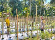 Dukung Ketahanan Pangan Nasional, Bhabinkamtibmas Polsek Banggae Pantau Perkembangan Kebun Cabai Kelompok Wanita Tani Delima