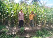 Tanaman Jagung Masuk Fase Berbuah, Bhabinkamtibmas Polsek Banggae Pantau Perkembangan Jagung Kelompok Tani Seruni