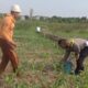 Polisi Bangil Aktif Bersama Kelompok Tani Gempeng Monitoring Lahan Jagung