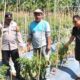 Bhabinkamtibmas Polsek Malunda Pantau Kebun Cabai di Banua, Dukung Ketahanan Pangan dan Tingkatkan Produktivitas Petani