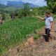 Bhabinkamtibmas Lakukan Monitoring Lahan Jagung Binaan di Kelurahan Lakahang
