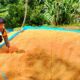 Bhabinkamtibmas Desa Sepakuan Lakukan Pendataan Panen Jagung, Hasilkan 1,2 Ton dari Lahan 70 Are