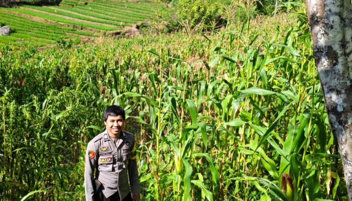 Polsek Sumarorong Dalam Hal ini Giat Bhabinkamtibmas Dampingi Petani Jagung di Desa Binaan