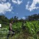 Penanaman Jagung Bhabinkamtibmas Polsek Mambi Dampingi Petani di Desa Leko Sukamaju