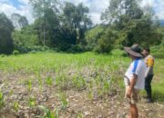 Bhabinkamtibmas Polsek Tabulahan Aktif Pantau Perkembangan Lahan Jagung di Desa Timoro