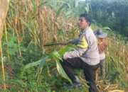 Pantau Ladang Jagung di Lambanang, Bhabinkamtibmas Polsek Sendana Pastikan Jagung Warga Siap Panen