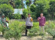 Bhabinkamtibmas Polsek Banggae Pantau Kebun Cabai Warga, Perkuat Ketahanan Pangan di Desa Palipi Soreang