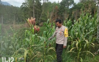Dukung Ketahanan Pangan, Bhabinkamtibmas Polsek Sumarorong Pantau Langsung Lahan Jagung Warga Binaan di Kelurahan Tabone